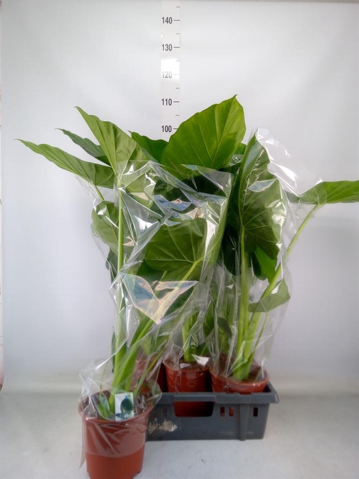 <h4>Alocasia macrorrhizos</h4>