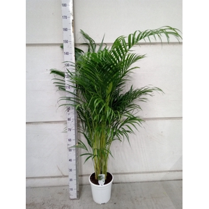 Dypsis lutescens   ...Chrysalidoca