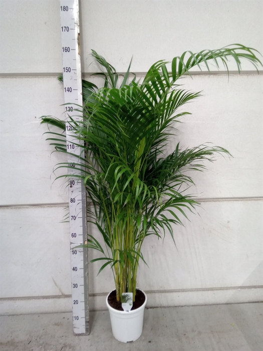 <h4>Dypsis lutescens   ...Chrysalidoca</h4>