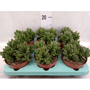 Crassula   ...