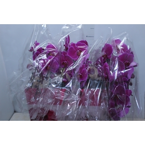 PHALAENOPSIS CASCATA ESPECIAL P15 PINK 2 HT