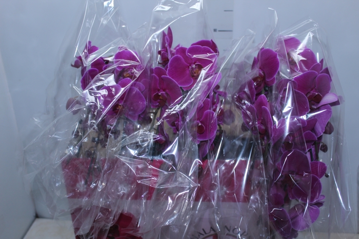 <h4>PHALAENOPSIS CASCATA ESPECIAL P15 PINK 2 HT</h4>