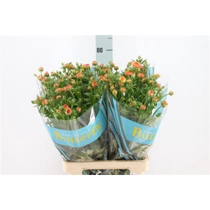 Ranunculus Butterfly Vestalis 70cm