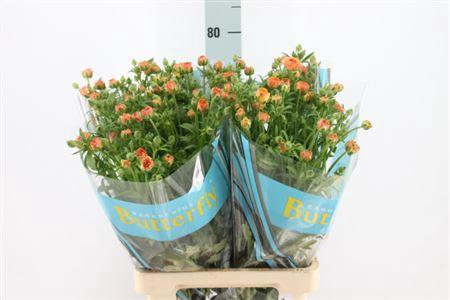 <h4>Ranunculus Butterfly Vestalis 70cm</h4>