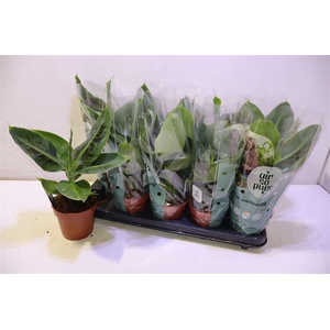 Musa Tropicana