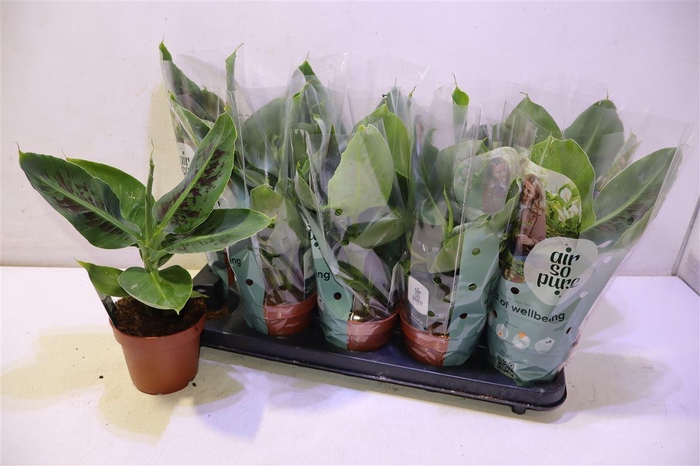 <h4>Musa Tropicana</h4>