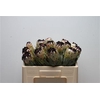 Protea Barb Niobe No Leaves