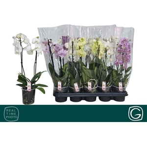 PHAL MIX 2 TAK