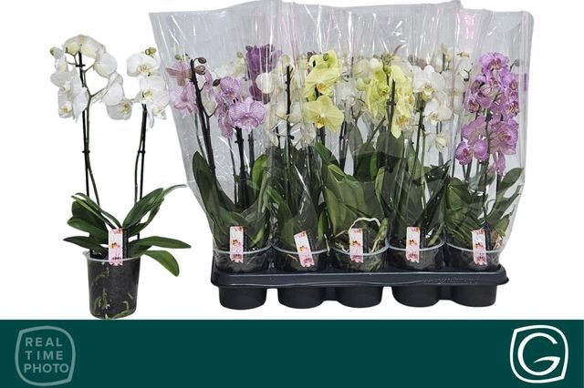 <h4>PHAL MIX 2 TAK</h4>