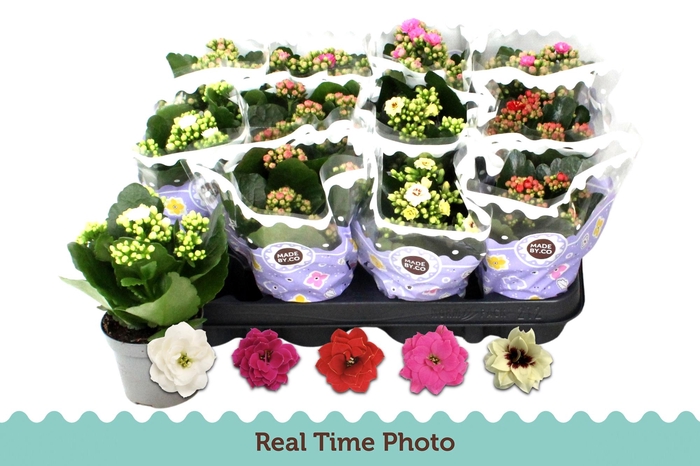 <h4>KAL GE GEM 5 KL</h4>