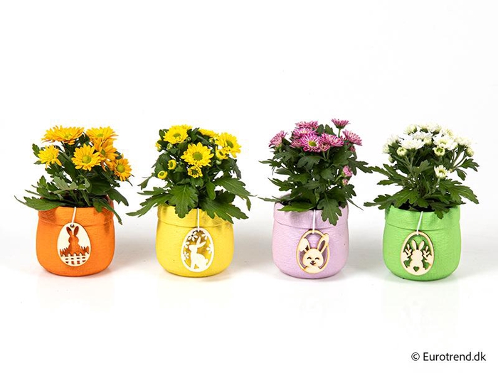 <h4>CHRYS.IND.HYBRID MINI</h4>