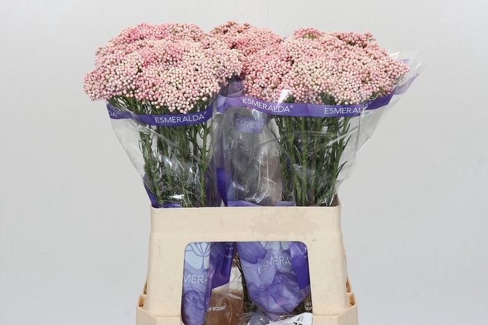 <h4>Ozothamnus Cooks Pink</h4>