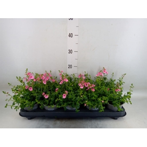 Diascia  'Ruby Field'