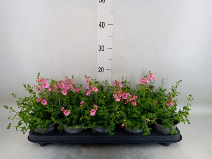 <h4>Diascia  'Ruby Field'</h4>