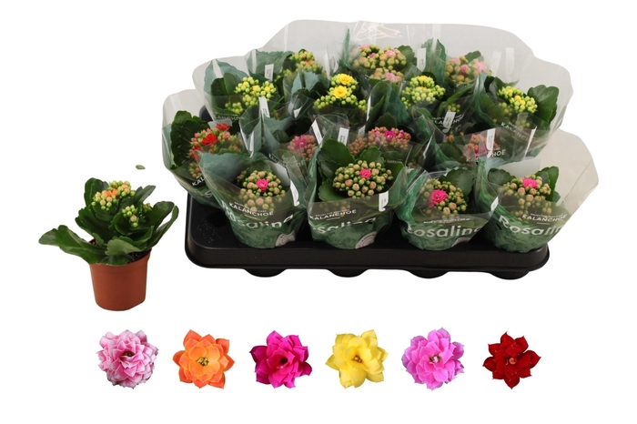 <h4>KAL GE RO GEM 6 KL</h4>