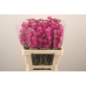 MATTH IRON ROSE