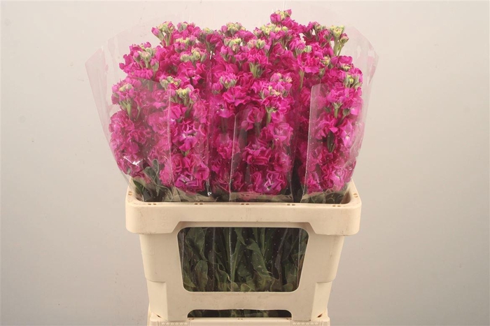 <h4>MATTH IRON ROSE</h4>