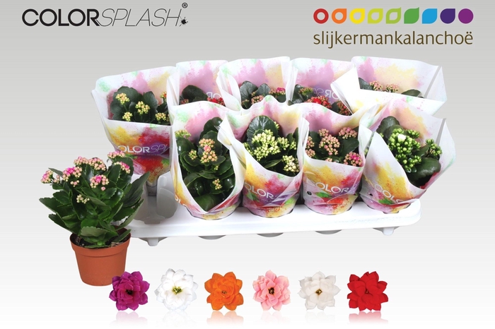 <h4>KAL GE GEM 6 KL</h4>