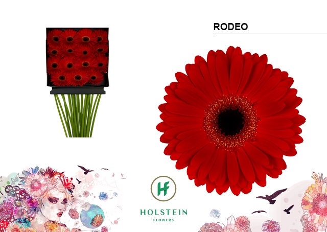 <h4>Gerbera Rodeo Diamond Per Kaart</h4>