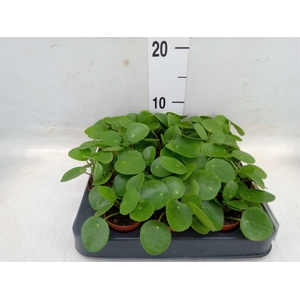 Pilea peperomoides