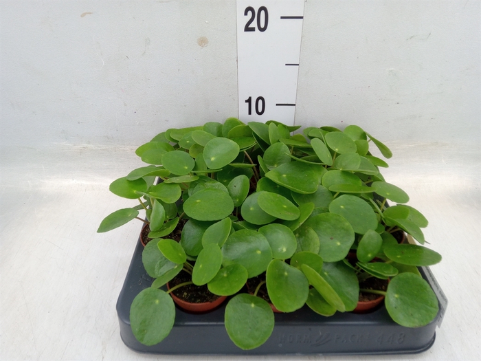 <h4>Pilea peperomoides</h4>