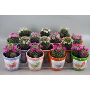 Cactus bloeiend