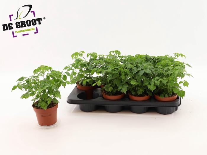 <h4>RADERMACHERA SINICA</h4>