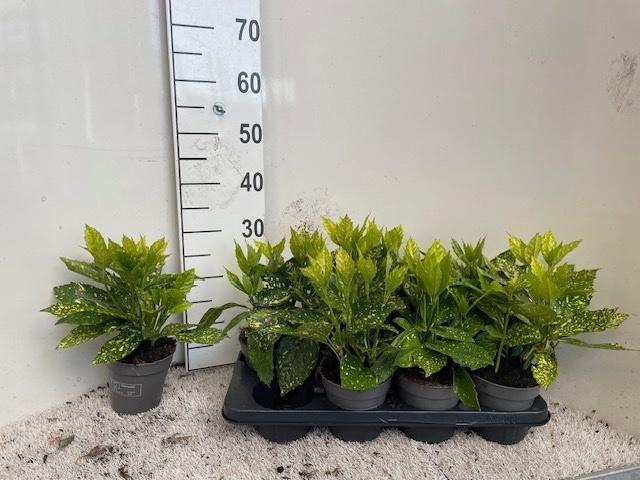 <h4>AUCUBA J VARIEGATA</h4>