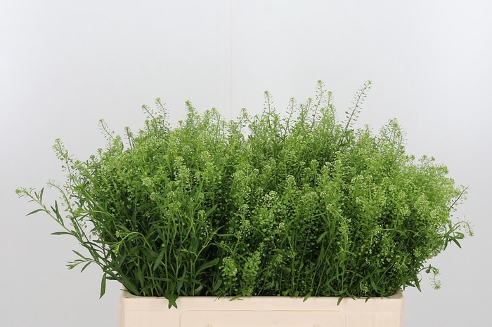 <h4>Lepidium Green Bell</h4>