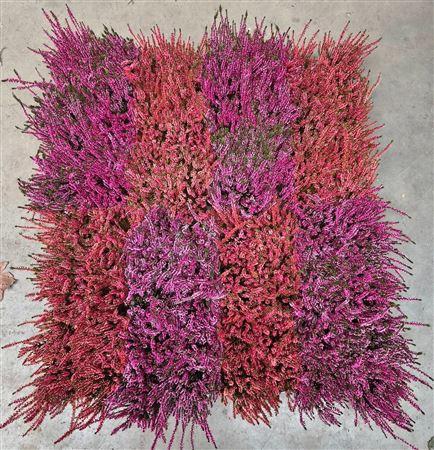 <h4>Callu Klb H%</h4>