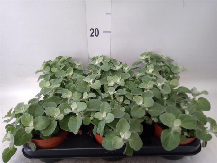 <h4>Helichrysum splendidum</h4>