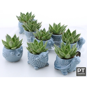 ARR SUCCULENTEN
