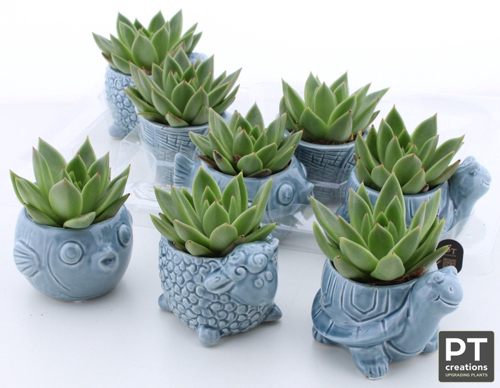 <h4>ARR SUCCULENTEN</h4>