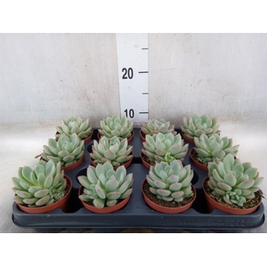 Echeveria agavoides