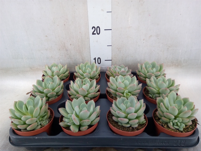 <h4>Echeveria agavoides</h4>