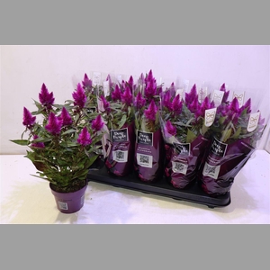 Cel Deep Purple