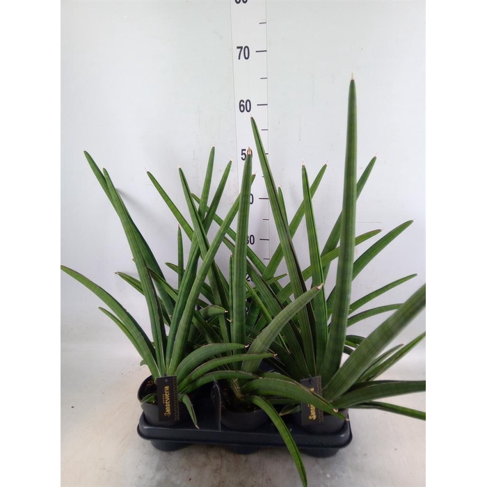<h4>Sansevieria  'Tiara Grand Gazelle'</h4>