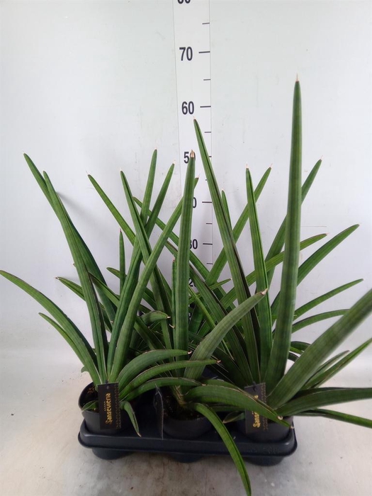 <h4>Sansevieria  'Tiara Grand Gazelle'</h4>