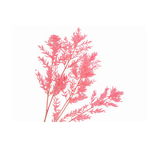 Ruscus Preserved Pink
