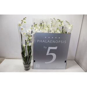 Phal Ov Wit