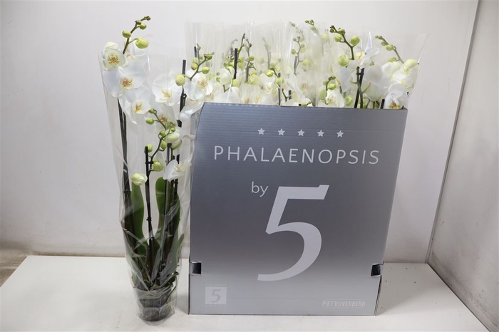 <h4>Phal Ov Wit</h4>