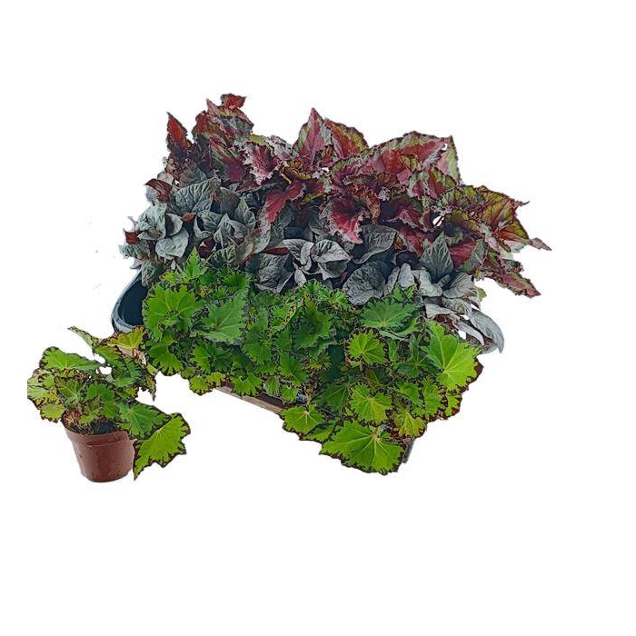 <h4>Begonia leaf Rex Grp 8,5Ø 15cm</h4>