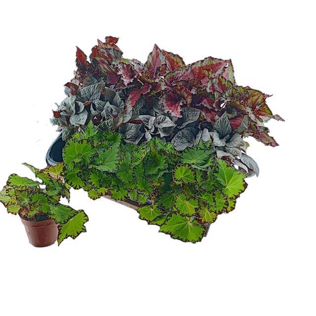 Begonia leaf Rex Grp 8,5Ø 15cm