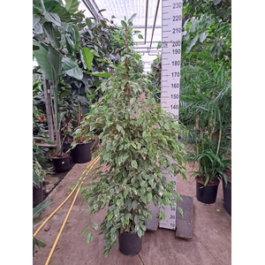 Ficus benja. 'Golden King'