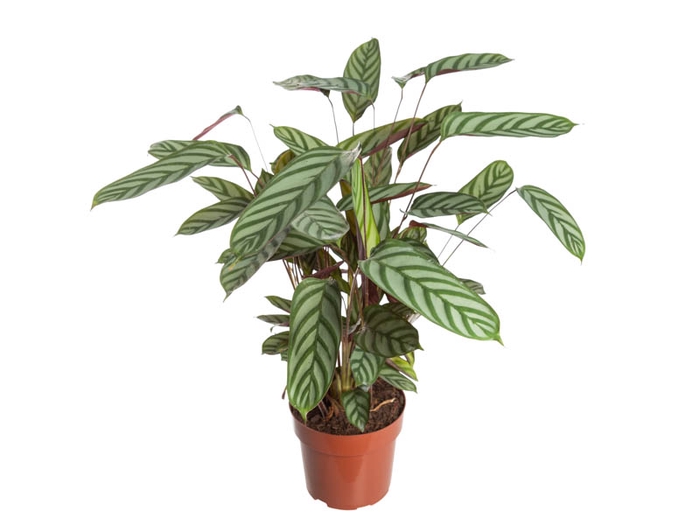 CALATHEA EXOTICA P17