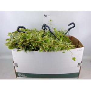 Hedera helix   ...mix varie white