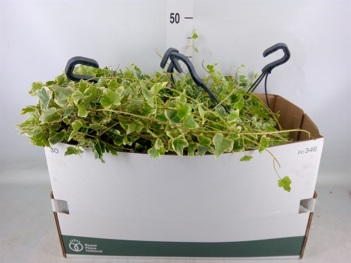 <h4>Hedera helix   ...mix varie white</h4>