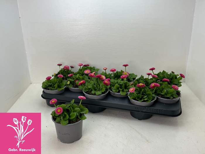 <h4>BELLIS P KL RU ROSE</h4>