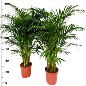 DYPSIS LUTESCENS