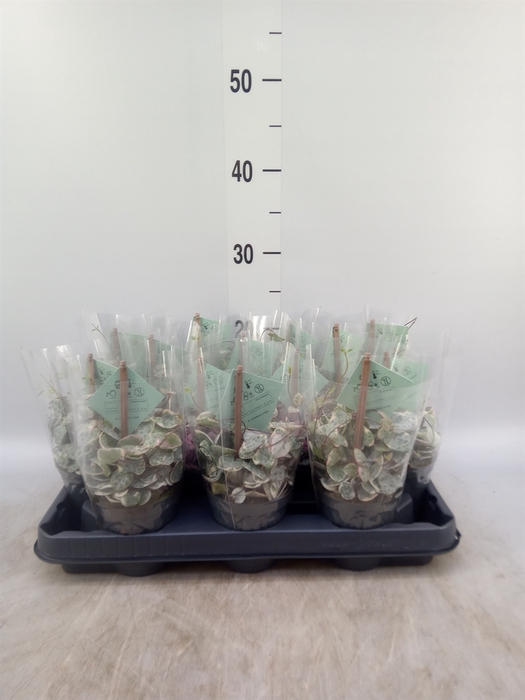 <h4>Ceropegia woodii 'Variegata'</h4>